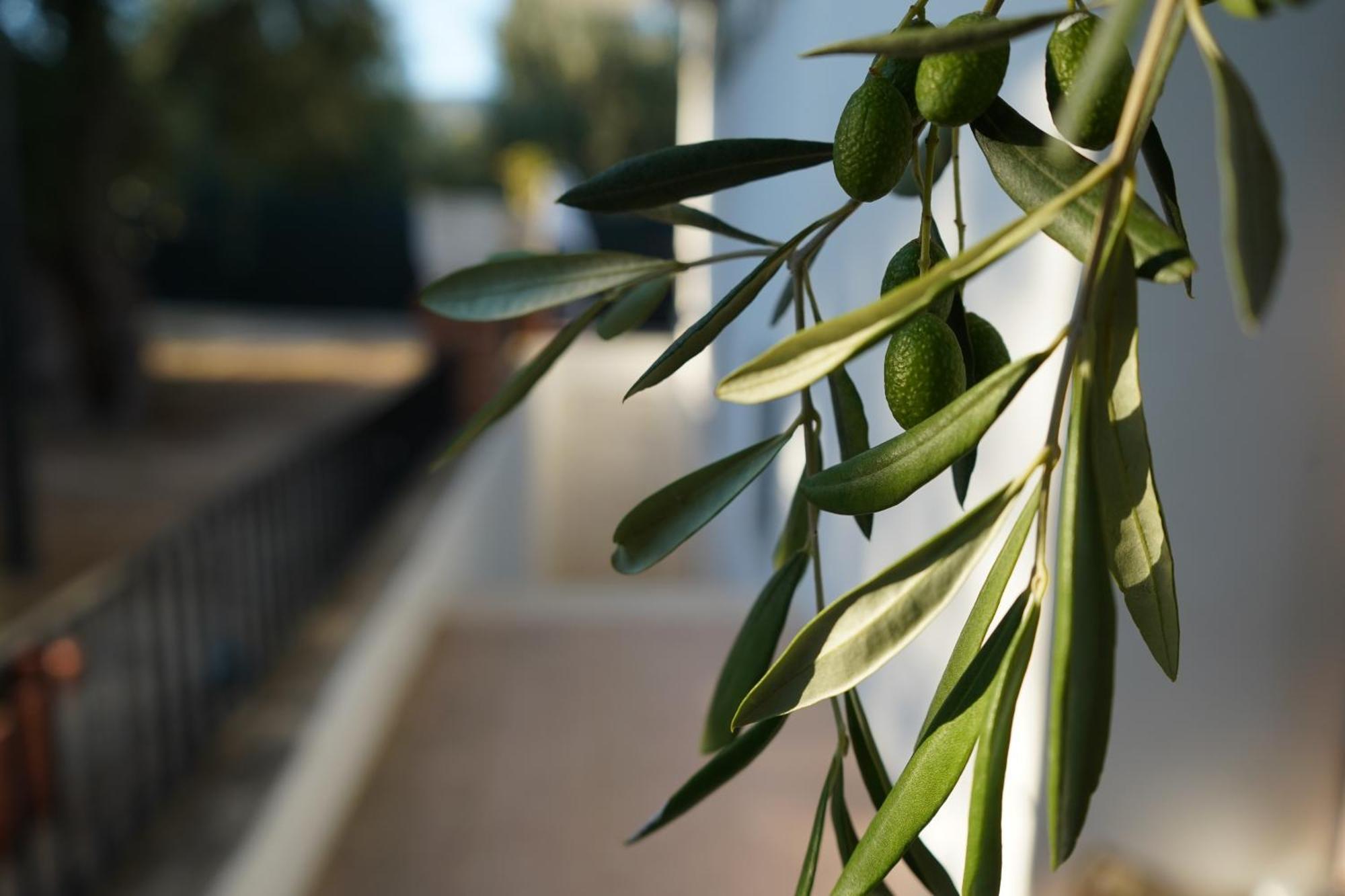 Olive&Sea Villa-Olive Mattinata Εξωτερικό φωτογραφία