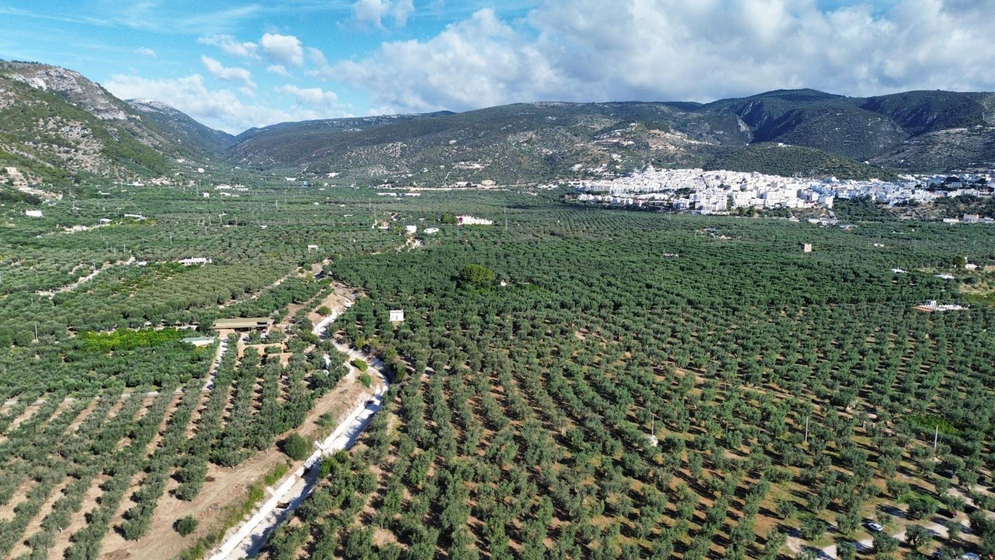 Olive&Sea Villa-Olive Mattinata Εξωτερικό φωτογραφία